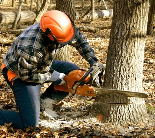 Tree Removal in Wellston, OK